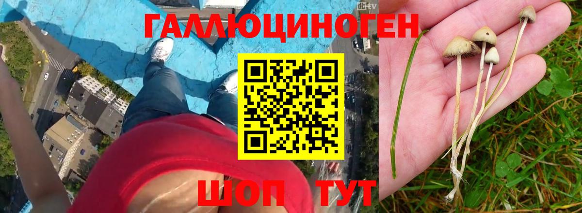 купить   Вход с VPN  Крымск  Псилоцибиновые грибы MAGIC MUSHROOMS 